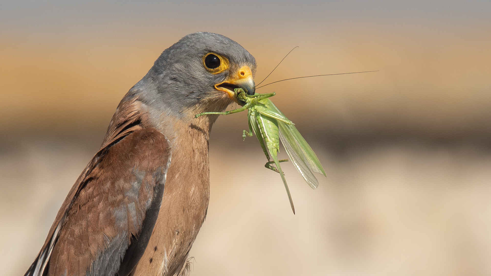 Lesser Kestrel